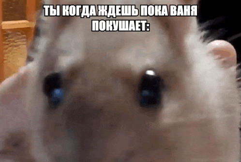 a close up of a hamster 's eyes with a caption in a foreign language