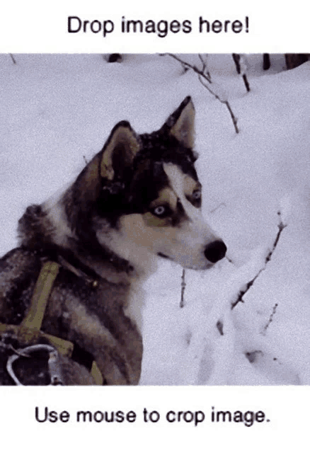 a picture of a husky in the snow with the words " drop images here "