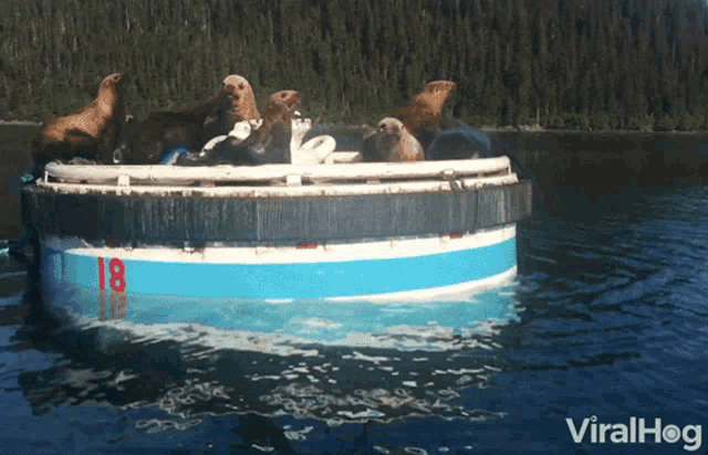 Sea Lion Viralhog GIF - Sea Lion Viralhog Chilling GIFs