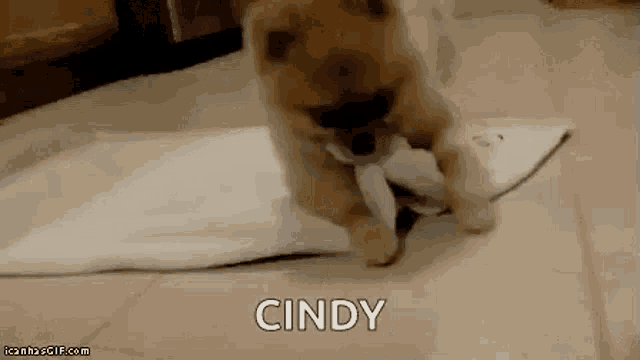 a pomeranian puppy is playing with a piece of paper and the name cindy is visible in the corner .