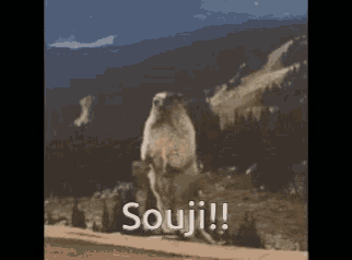 a squirrel is standing on its hind legs with the words souji written on the bottom