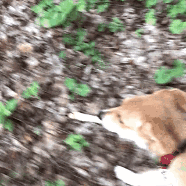 a brown and white dog with a red collar is walking on the ground
