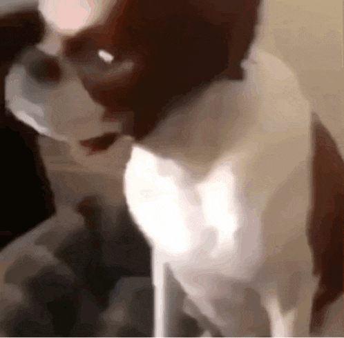 a close up of a brown and white dog standing on a table .