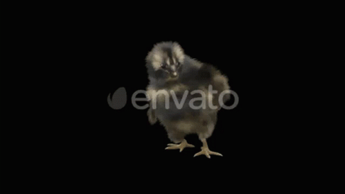 Dancing Bird GIF - Dancing Bird GIFs