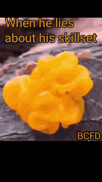Bcfd Fungus GIF - Bcfd Fungus Tree Fungus GIFs