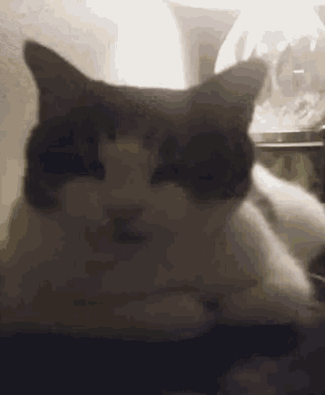 a close up of a black and white cat laying on a table looking at the camera .