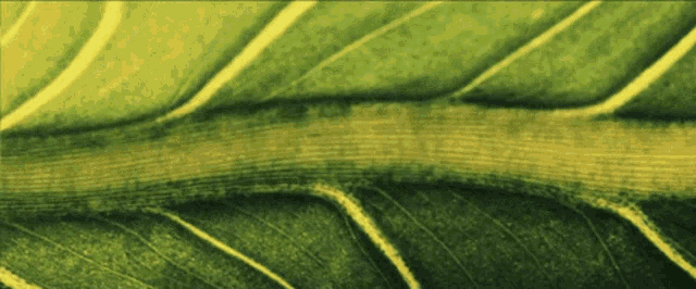 a green leaf with yellow stripes on it