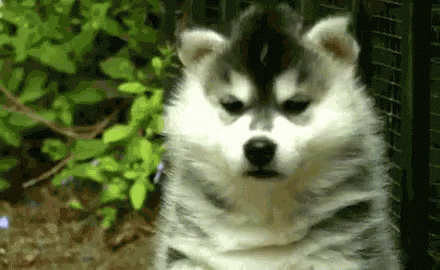 Spitz GIF - Dog Puppy Husky GIFs