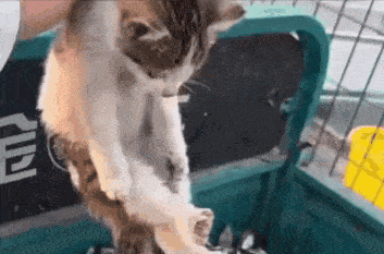 a person is holding a cat in a cage in a trailer .