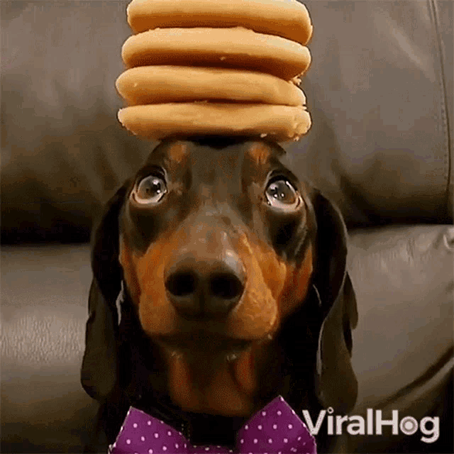 Here Are Your Pancakes Dachshund GIF - Here Are Your Pancakes Dachshund Viralhog GIFs