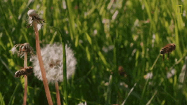 Bees Pollinating Nat Geo Wild GIF - Bees Pollinating Nat Geo Wild Pollinate GIFs