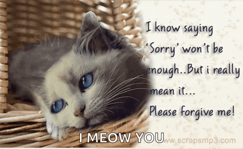 a picture of a cat with the words i know saying sorry won 't be enough but i really mean it