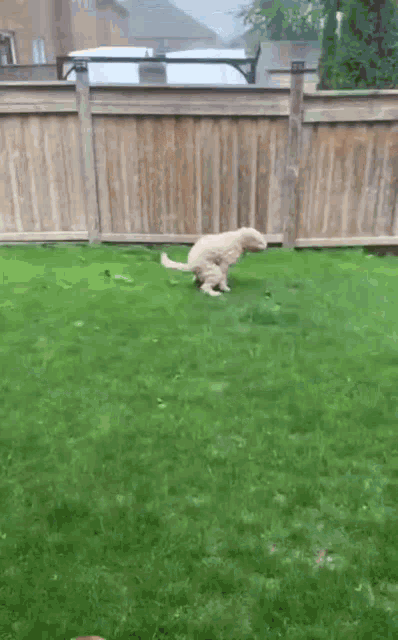 a dog is running on the grass in front of a fence