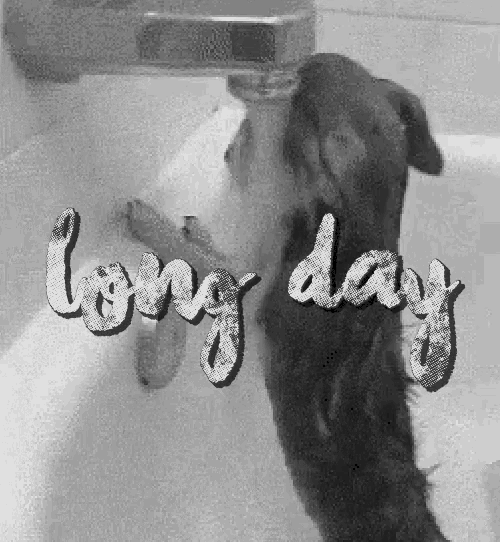 Long Day Hard Day GIF - Long Day Hard Day Funny Animals GIFs