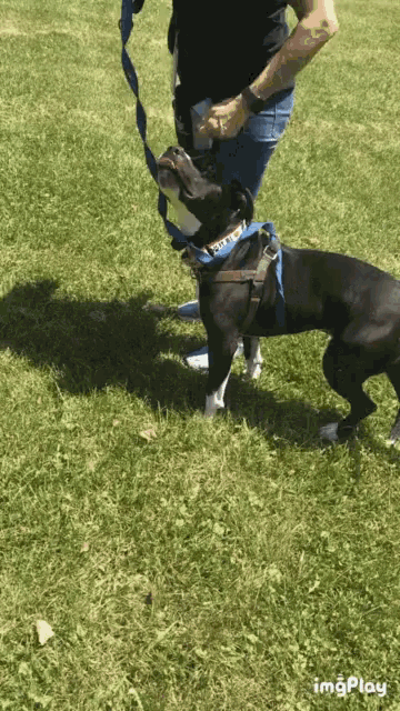 a black dog wearing a blue collar that says ' penny ' on it