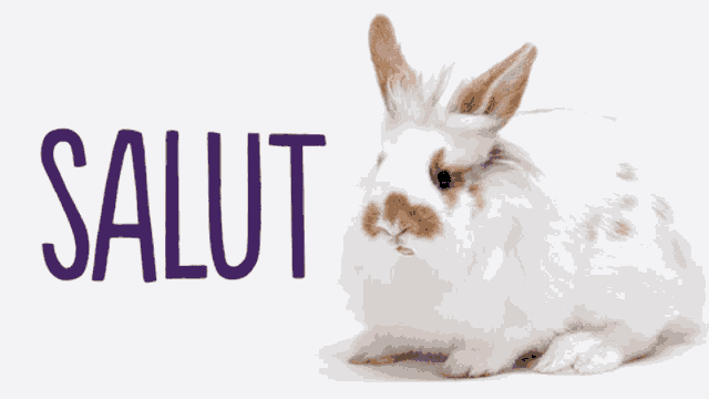 a white rabbit with brown spots sits in front of a sign that says salut