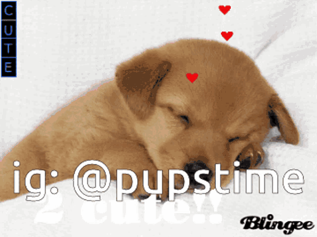 a picture of a puppy with hearts on its head with the caption ig @pupstime cute blingee