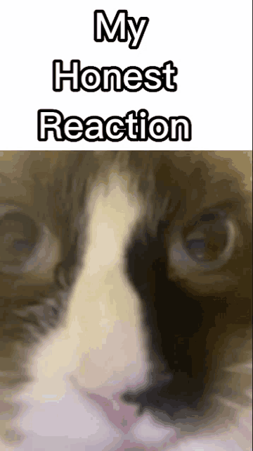 a close up of a cat 's face with the words my honest reaction below it