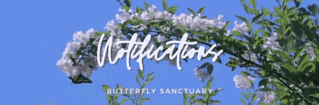 Butterflysanctuary GIF - Butterflysanctuary GIFs