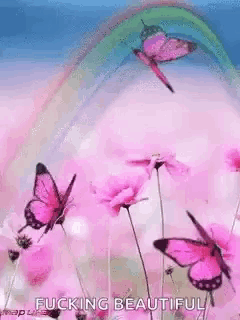 a bunch of pink butterflies are flying in a field with a rainbow in the background .