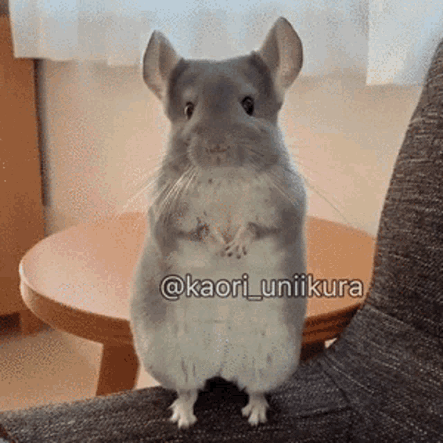 Mouse Four Fingers GIF - Mouse Four Fingers Mouse With4fingers GIFs