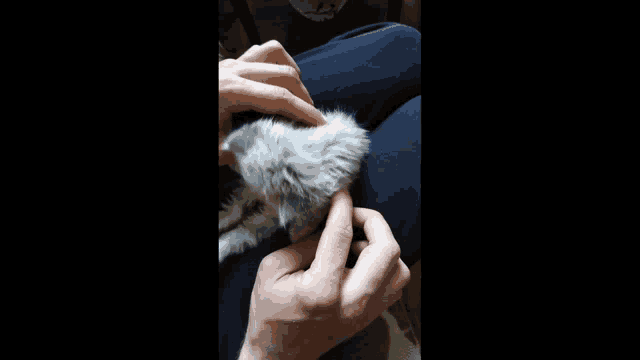 a person is holding a small gray cat on their lap