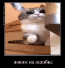 a cat is sitting on a set of wooden stairs .