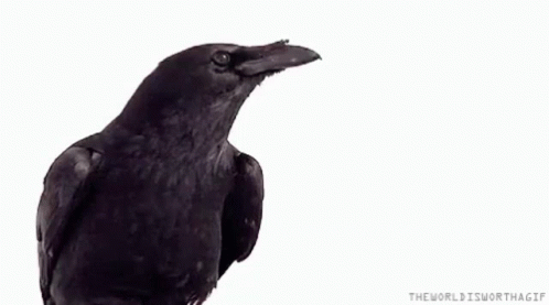 Crow Flies Away GIF