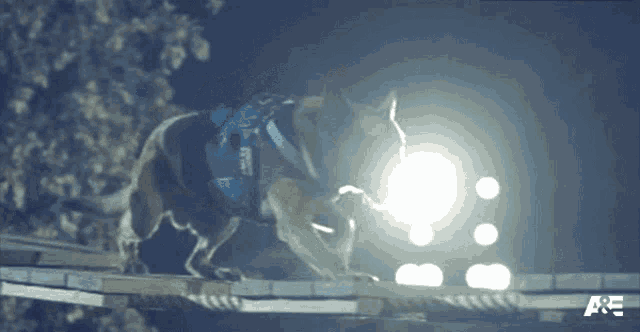 a dog is jumping over a fence with the letters a & e visible in the background