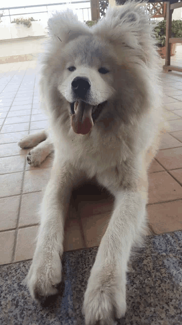 a white dog with its tongue hanging out is laying on a tiled floor