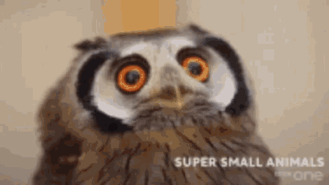 Owls Cute Animals GIF - Owls Cute Animals Super Small Animals GIFs