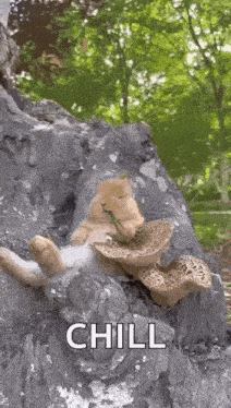 a cat is laying on a tree stump eating mushrooms and a plant .