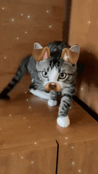 a gray and white cat wearing a cat filter on its face