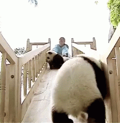 Panda Bear Baby Panda GIF - Panda Bear Baby Panda Sliding GIFs