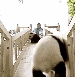 a panda bear is walking down a slide with a person sitting on it
