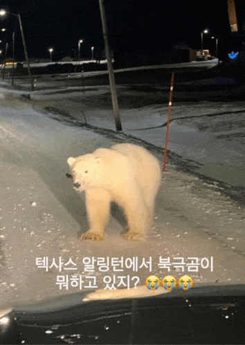 a polar bear is walking down a snowy street with korean writing on the bottom