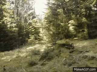 a picture of a forest with the website makeagif.com visible