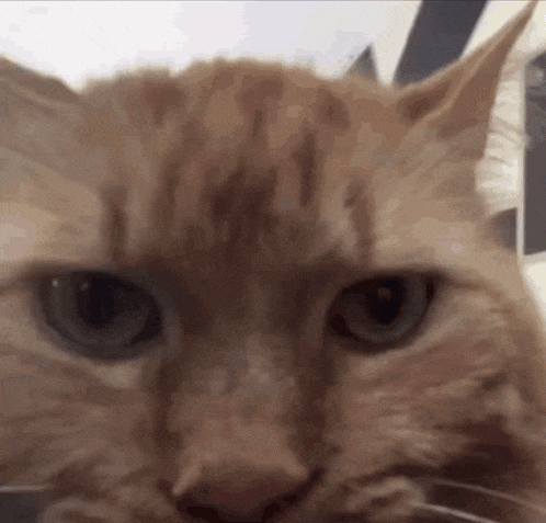 a close up of a cat 's face with a blurred background
