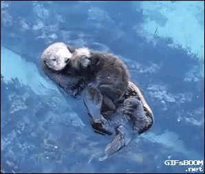 Otter Cuddle GIF - Otter Cuddle Love GIFs