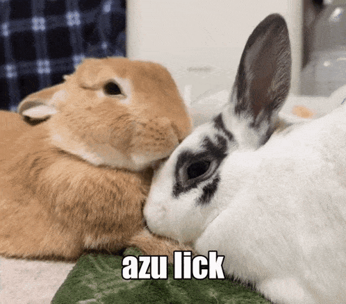 two rabbits laying next to each other with the caption " azu lick " above them