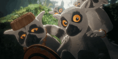 a group of lemurs are looking at the camera with one wearing a hat