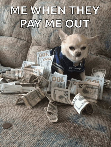 a chihuahua is laying on a pile of money with the caption me when they pay me out