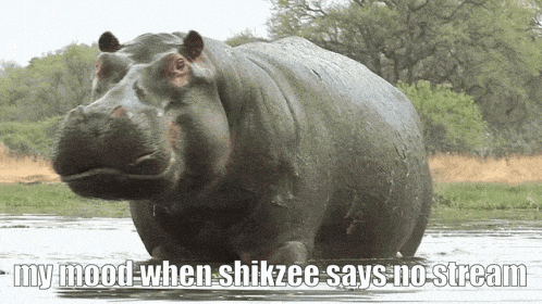 a hippopotamus is standing in the water with a caption that says my mood when shikzee says no stream