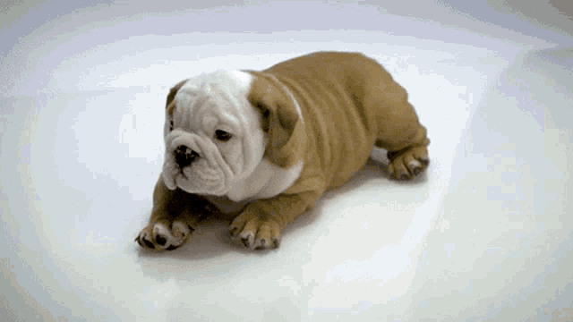 a small brown and white bulldog puppy is laying on a white surface