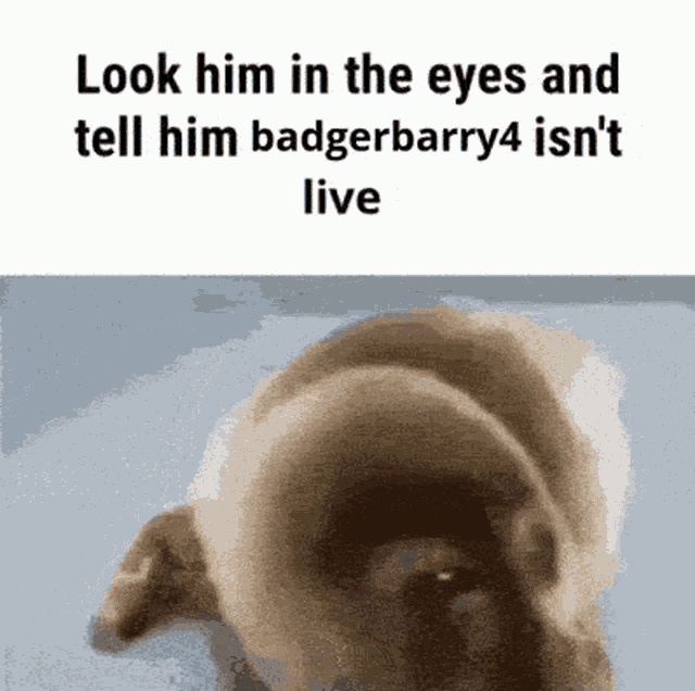 Badgerbarry4 Burrow GIF - Badgerbarry4 Badger Burrow GIFs