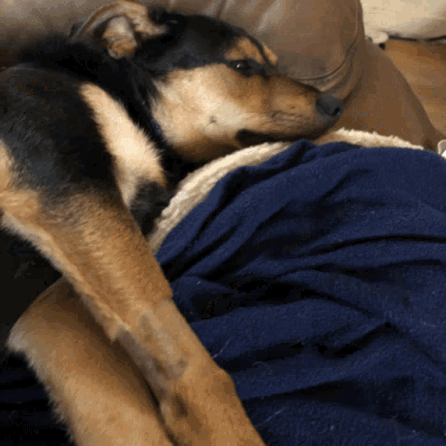 a dog is laying on a blue blanket on a couch