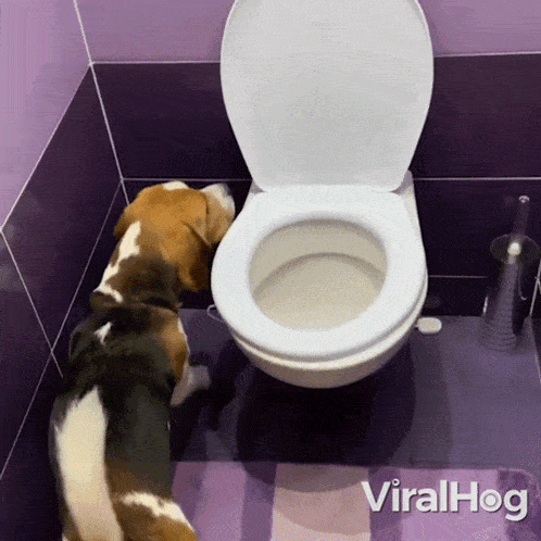 The Dog Broke The Toilet Seat Beagle GIF - The Dog Broke The Toilet Seat Beagle Viralhog GIFs