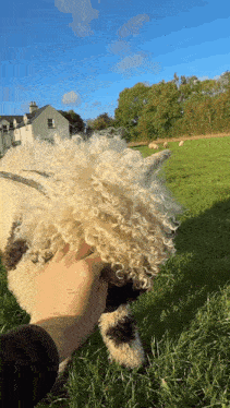a person petting a sheep with a house in the background