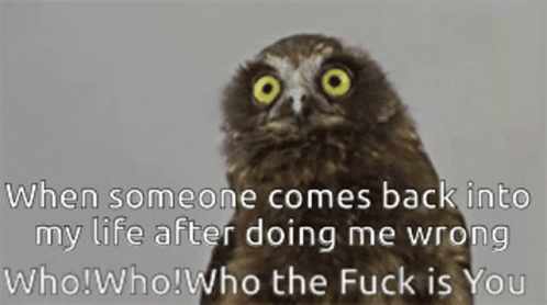 Who Owl GIF - Who Owl Who The Fuck Is You GIFs
