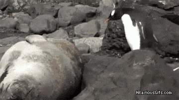 Lol Penguin GIF - Lol Penguin Walrus GIFs
